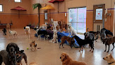 Pet boarding services Woof Dah! in Burnsville in MN