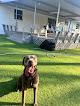 Pet boarding services Woof N Wag Miami in Miami in Miami-Dade