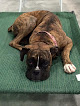 Pet boarding services Woofdorf Astoria Of Lakewood Ranch in Bradenton in Florida