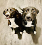 Pet boarding services Woofotel in Baltimore in Maryland