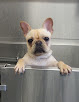 Pet boarding services Woofs And Wags Pet Lodge in Baltimore in Maryland