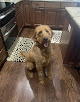 Pet boarding services Woof's Play & Stay in Wichita in Kansas