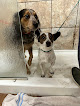 Pet boarding services Woof's Play & Stay - Merriam in Merriam in KS