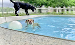 Pet boarding services Wyolina Kennels in Harrisburg in North Carolina