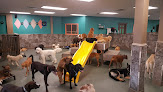Pet boarding services Y Bark Alone Doggy Daycare, Grooming And Boarding in Sunset Hills in MO