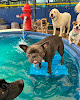 Pet boarding services Y-farms Adventure Unleashed in Zachary in Louisiana