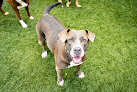 Pet boarding services Yappy Days Pet Boarding & Daycare in Brunswick in GA