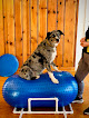 Pet boarding services Yappy Place in Lexington in KY