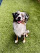 Pet boarding services Yardstick Dog Hotel - West Nashville in Nashville in Davidson