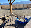 Pet boarding services Yellowstone Pet Boarding in Livingston in MT