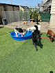 Pet boarding services You Lucky Dogs Norwood in Norwood in MA