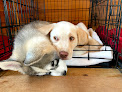 Pet boarding services Your Dog's Inn in Newburgh in Maine