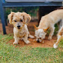 Pet boarding services Yukon Animal House - Small Breed Dog Boarding & Daycare in Yukon in OK