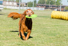 Pet boarding services Yukon Veterinary Hospital in Yukon in Oklahoma