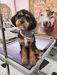 Pet boarding services Yuppy Puppy Pet Spa in Cottleville in St. Charles