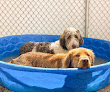 Pet boarding services Zion Canyon Canine Recreation Center & Spa in Hurricane in Utah