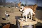 Pet boarding services Zionsville Country Kennel in Whitestown in Indiana