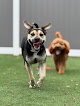 Pet boarding services Zoomies Pet Hotel in Pensacola in Florida