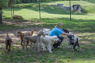 Pet boarding services Zoot Pet Hospital And Luxury Boarding in Georgetown in Williamson