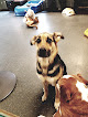 Pet boarding services 