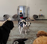 Pet boarding services ​canine Social Club in Oklahoma City in Oklahoma